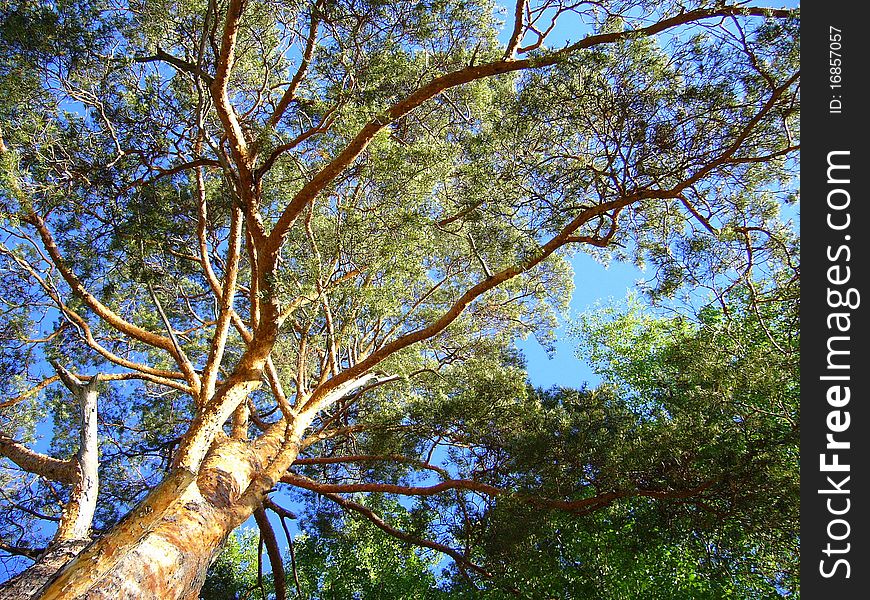Blue Sky Behind Pine