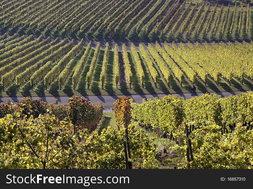 Vineyard and the autumn season