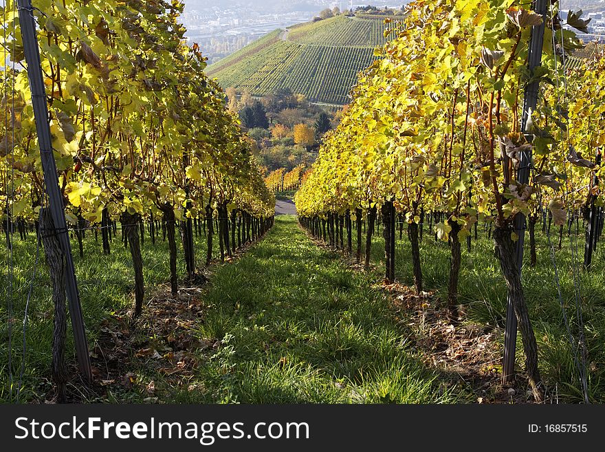 Vineyard and a long way
, the autumn season. Vineyard and a long way
, the autumn season