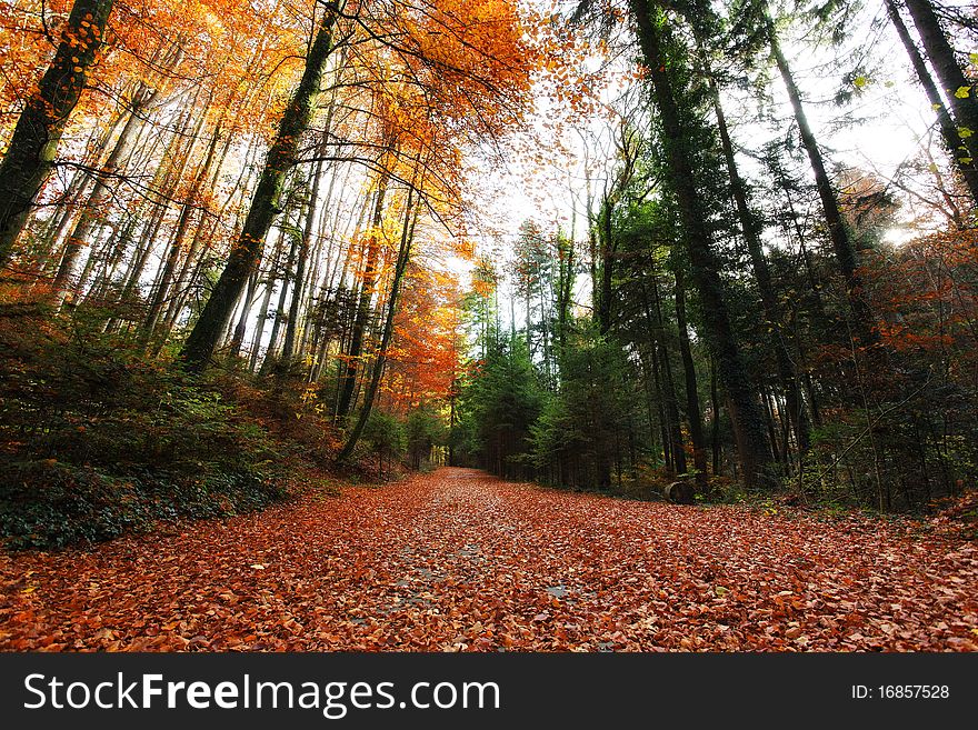 Trees with autumn color with blue sky. Trees with autumn color with blue sky