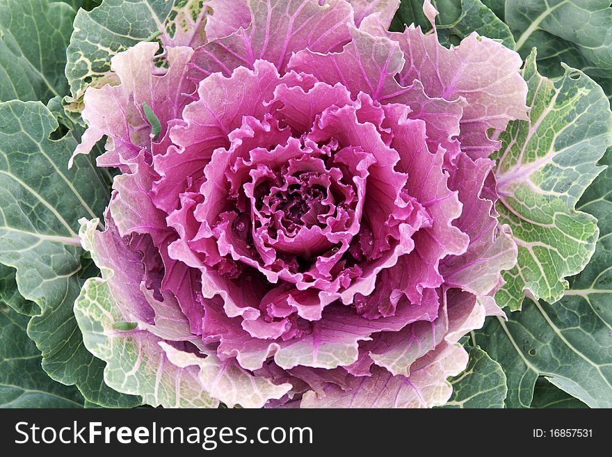 Violet cabbage grows on land in park in Prague