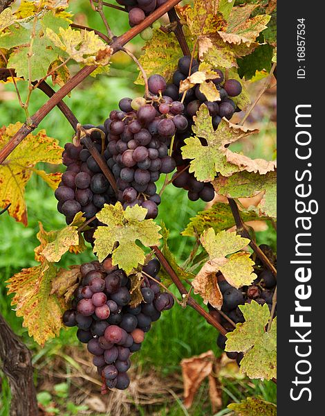 Blue grape grows with yellow sheet and grape manhole