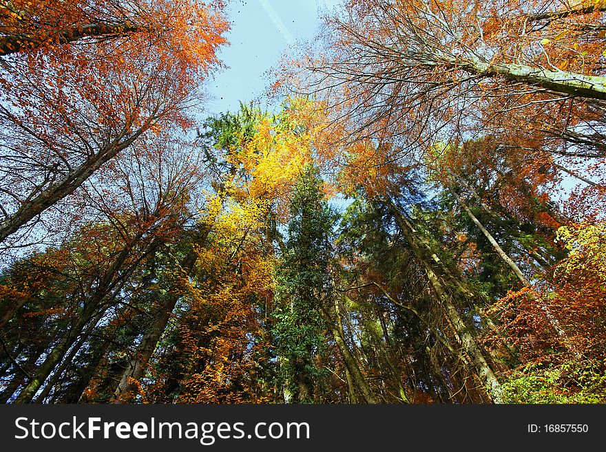 Trees with autumn color with blue sky. Trees with autumn color with blue sky