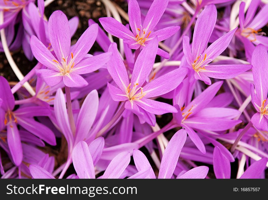 Flowerbed With Violet Colour Crocus