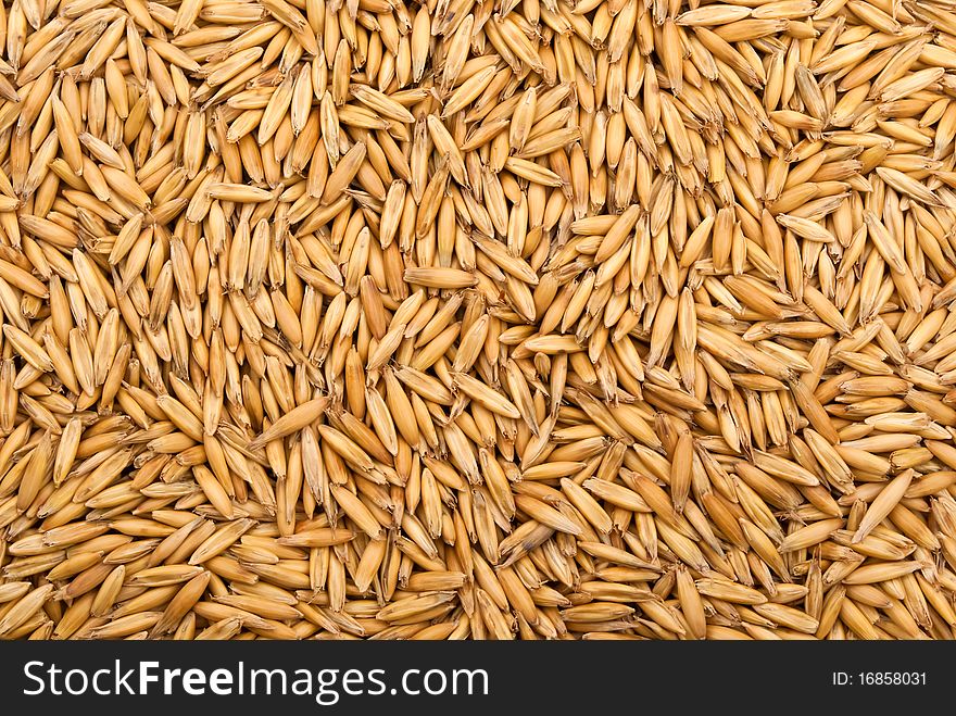 Natural background of multitude of ripe oat seeds. Natural background of multitude of ripe oat seeds