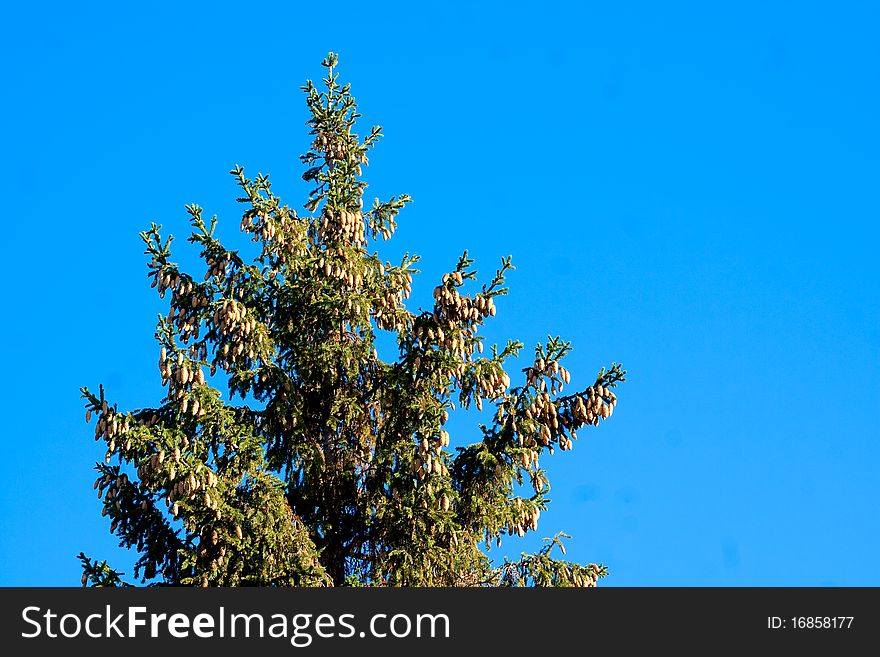 Cones on a fur-tree