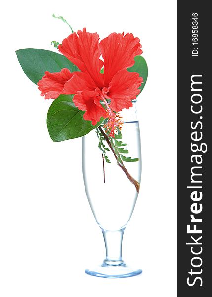 Fresh hibiscus flower in glass of water isolated on white background. Fresh hibiscus flower in glass of water isolated on white background.