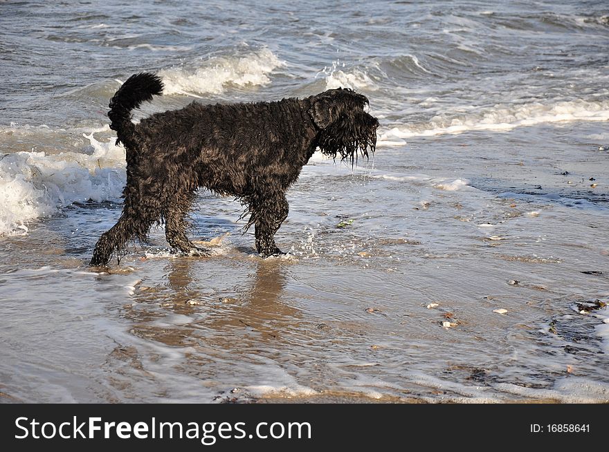 A black dog comes out of the water after taking a bath. A black dog comes out of the water after taking a bath