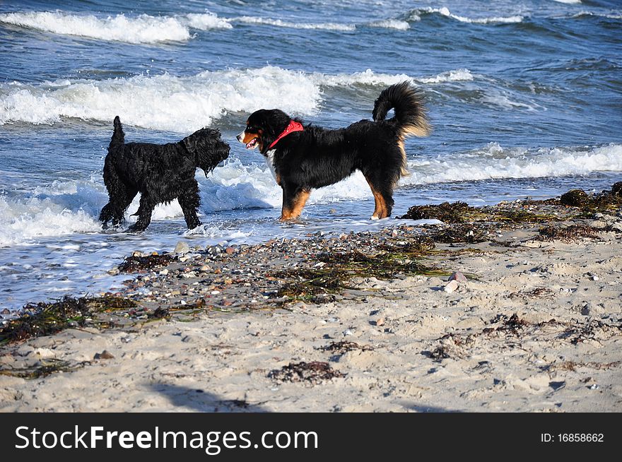 Dogs playing at the beach