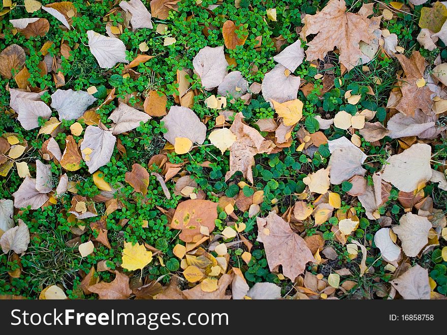 Autumn background photo of ground surface