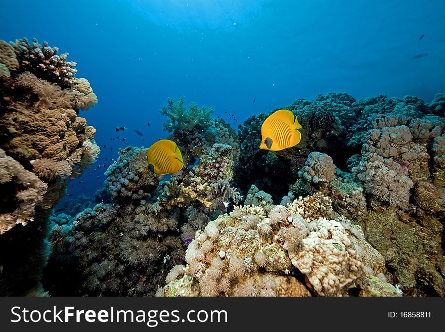 Butterflyfish In The Red Sea.