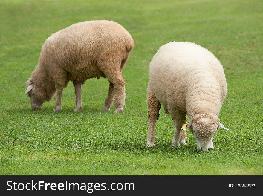 Two Sheep on green field