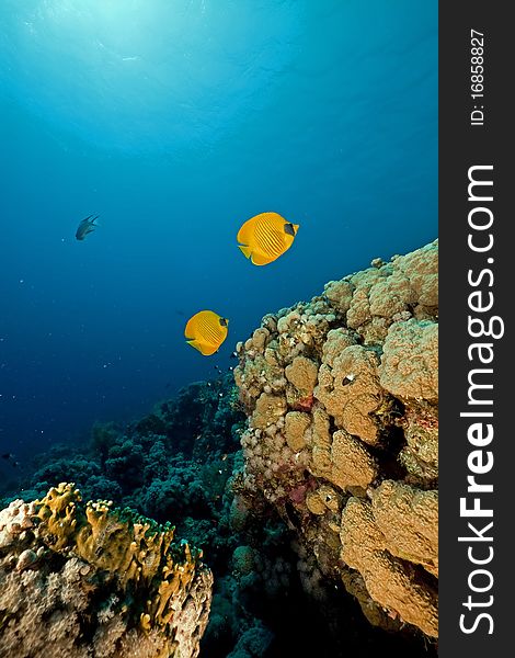 Butterflyfish and coral in the Red Sea. Butterflyfish and coral in the Red Sea.