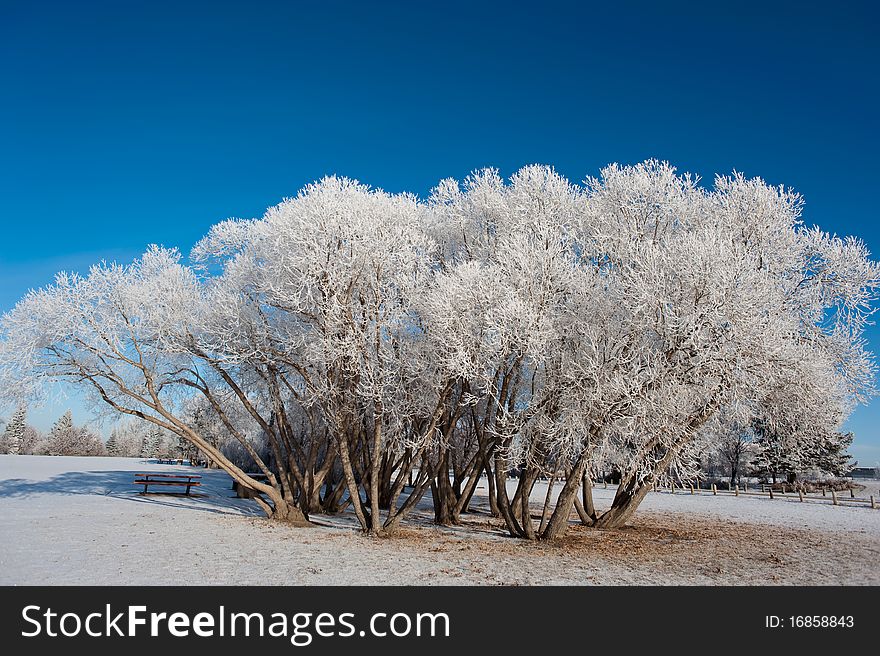 Snowy trees