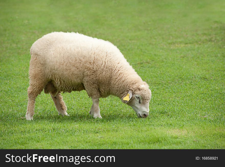 Alone Sheep on green field