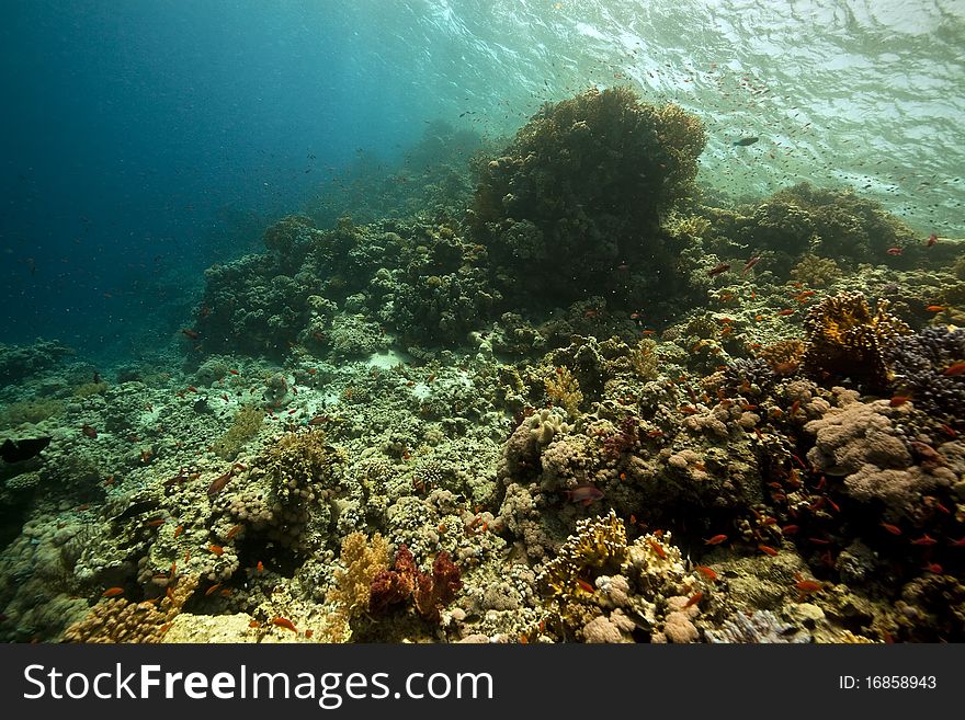 Ocean, coral and fish in the Red Sea.