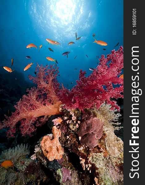 Ocean, coral and fish in the Red Sea.