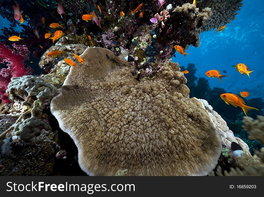 Ocean, coral and fish in the Red Sea.