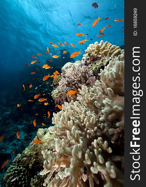 Coral And Fish In The Red Sea.