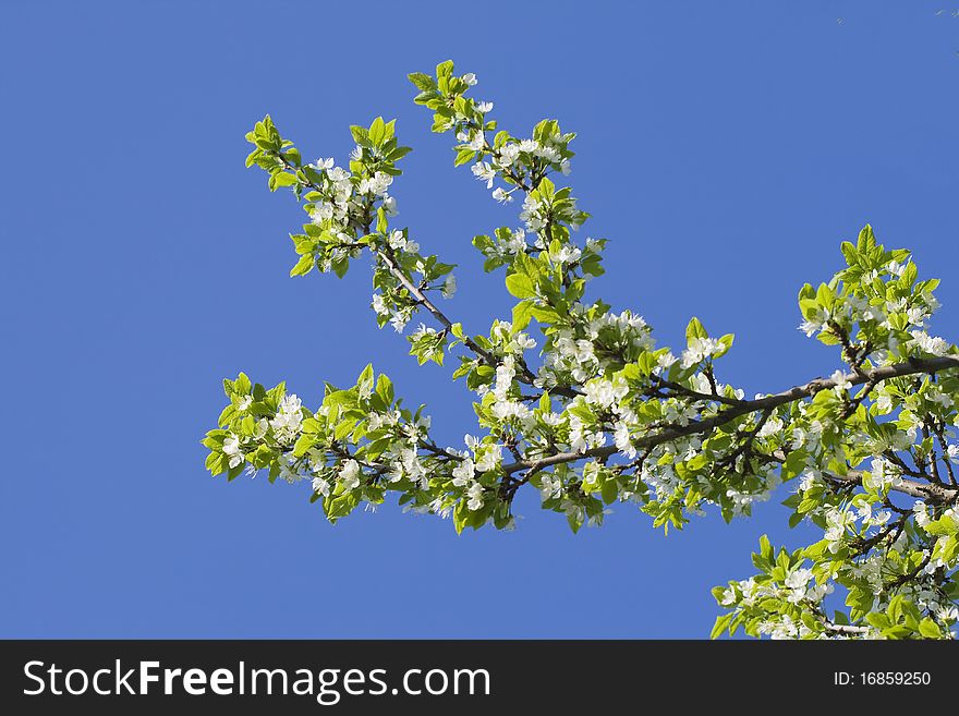 Apple-tree branch with flowers against clear blue sky. Apple-tree branch with flowers against clear blue sky