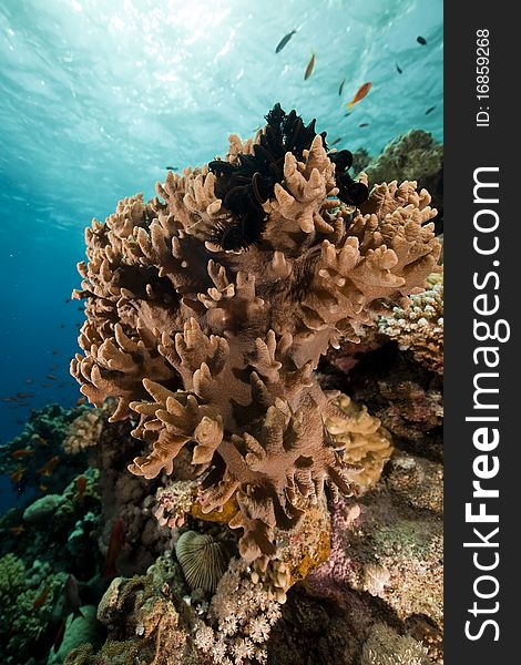 Finger leather coral and sun in the Red Sea. Finger leather coral and sun in the Red Sea.