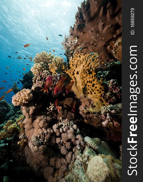 Coral And Fish In The Red Sea.