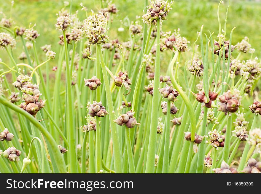 Onion seeds on green growing stalk