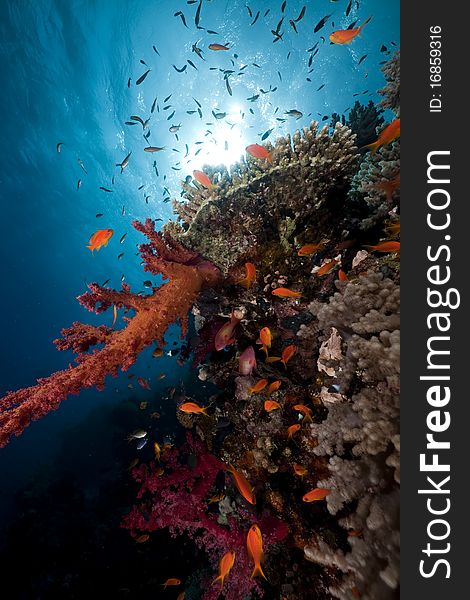 Ocean, coral and fish in the Red Sea.