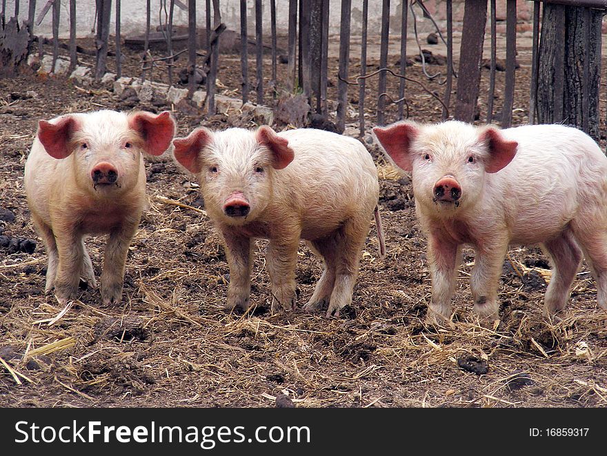 Three young piglets on a farm
