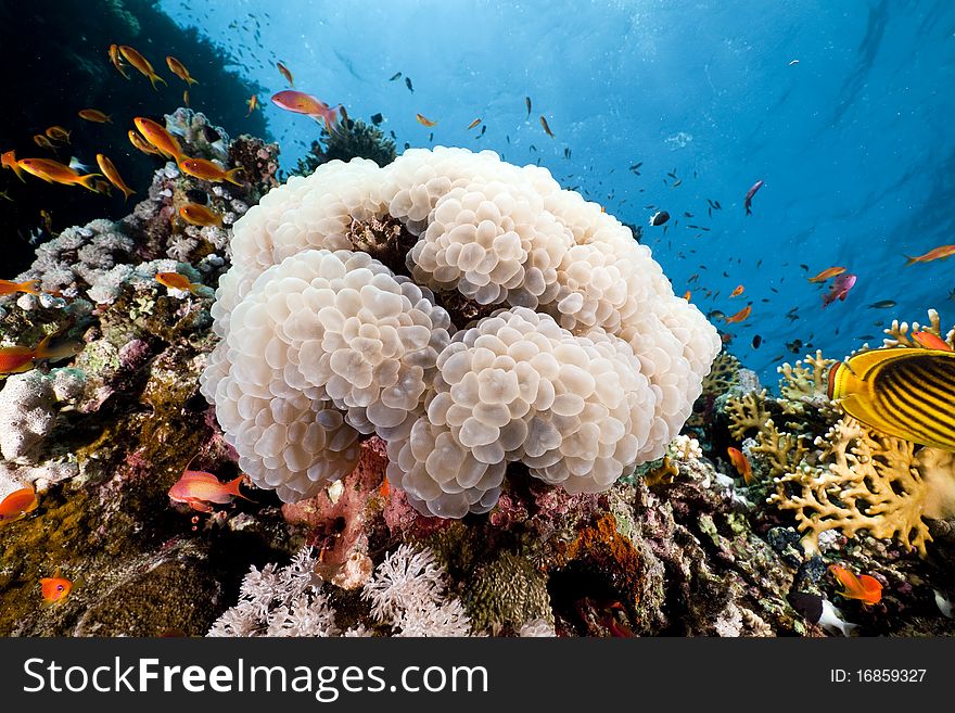 Bubble Coral And Fish In The Red Sea.