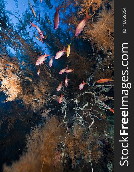 Branching black coral and fish in the Red Sea.