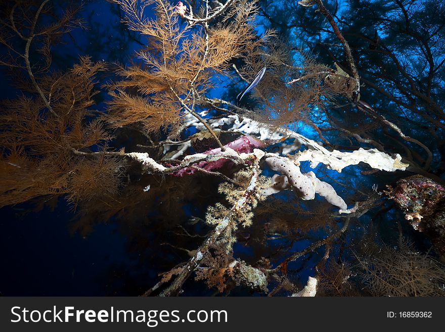 Branching black coral and fish in the Red Sea.