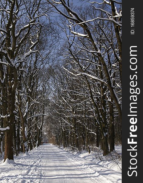 Road to the park on a sunny winter day