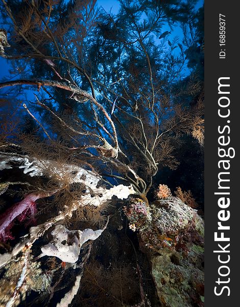 Branching black coral and fish in the Red Sea.