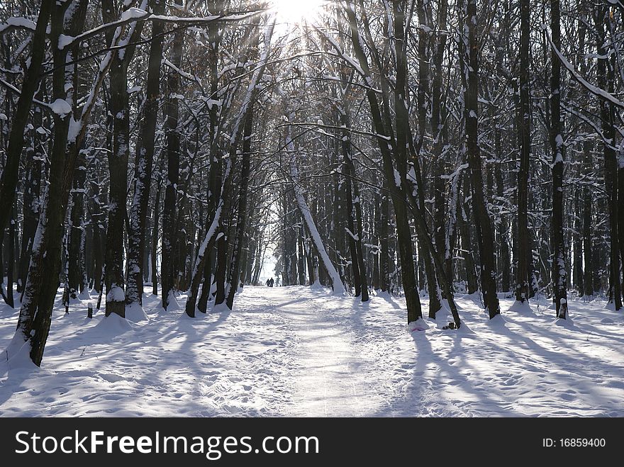 Road to the park on a sunny winter day