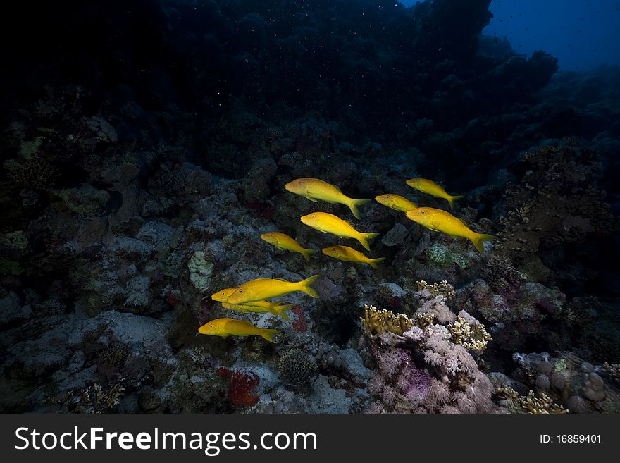 Yellowsaddle goatfish in the Red Sea.