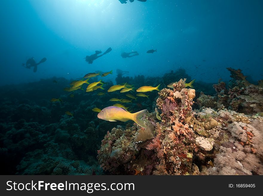 Yellowsaddle goatfish in the Red Sea.