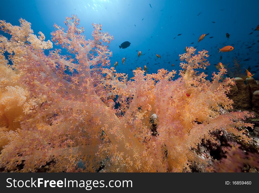 Coral And Fish In The Red Sea.