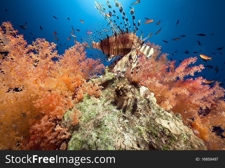 Coral And Fish In The Red Sea.