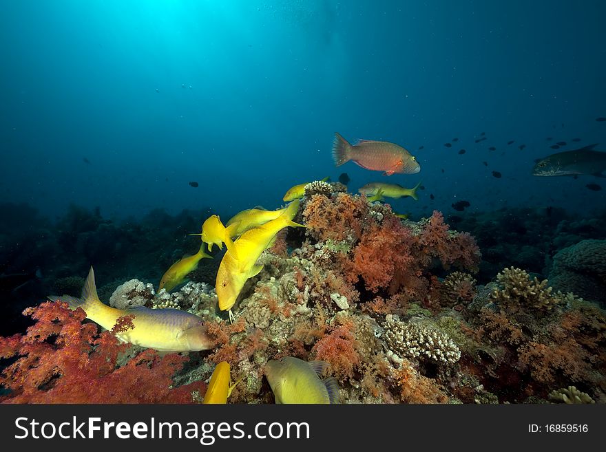 Coral And Fish In The Red Sea.