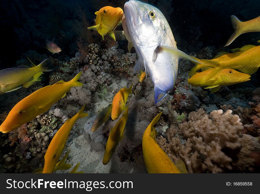 Yellowsaddle Goatfish In The Red Sea.