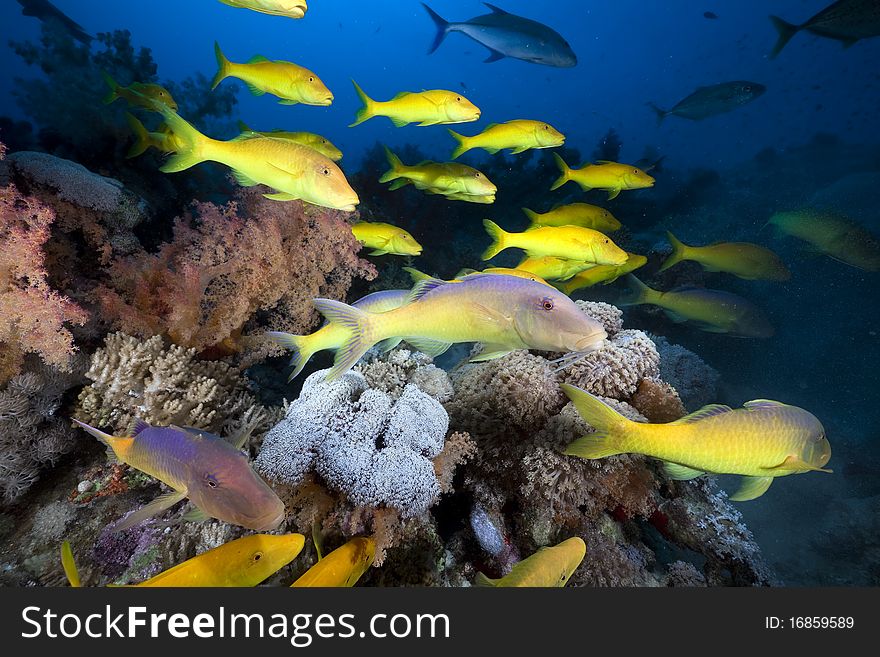 Yellowsaddle goatfish in the Red Sea.