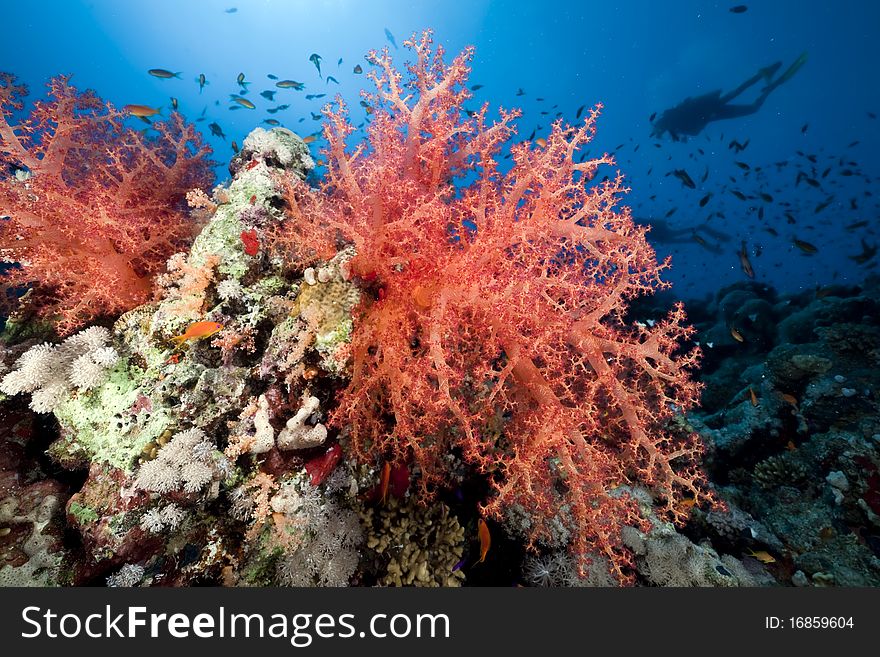 Coral And Fish In The Red Sea.