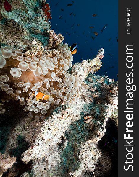 Anemone and anemonefish in the Red Sea.