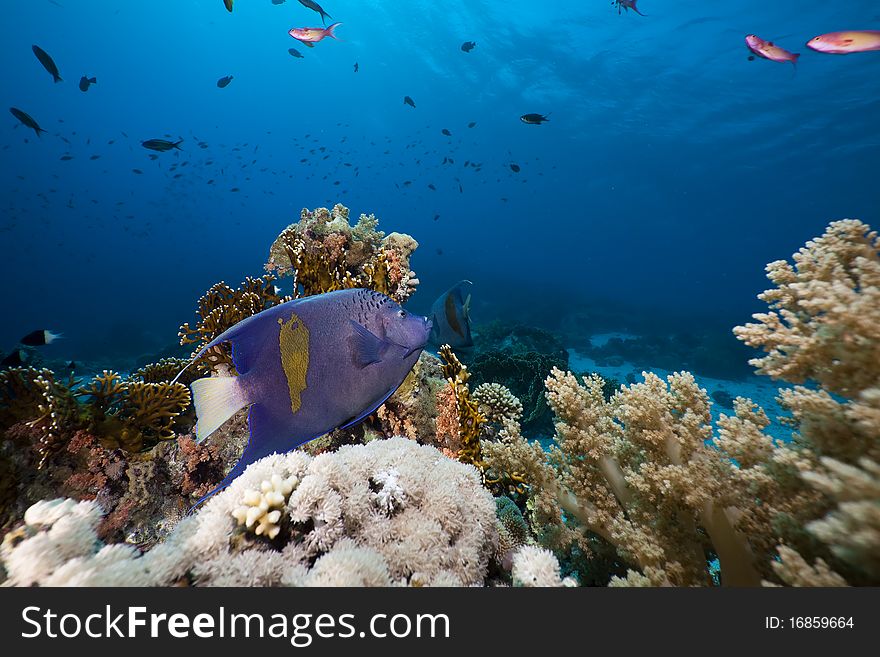 Yellowbar Angelfish in the Red Sea.