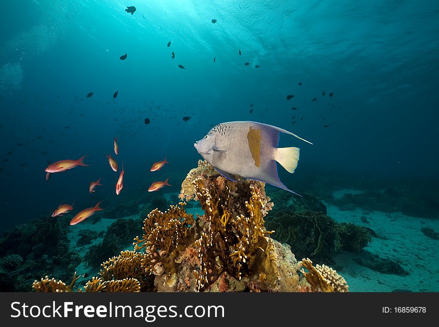 Yellowbar Angelfish in the Red Sea.