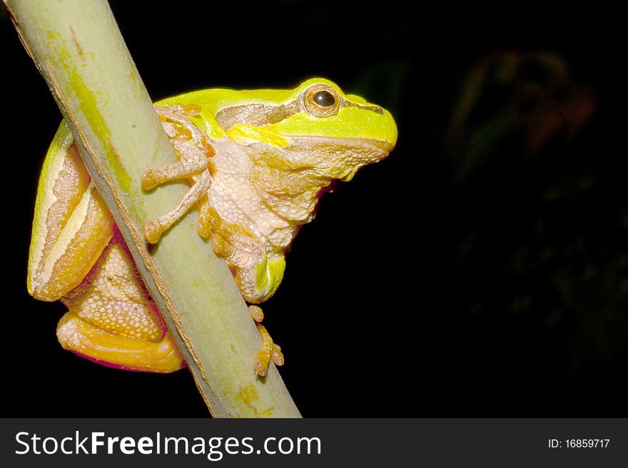 Green Tree Frog on a branch (Hyla arborea). Green Tree Frog on a branch (Hyla arborea)