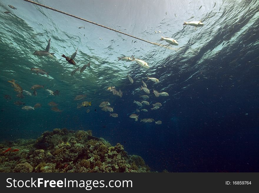 Coral and fish in the Red Sea.