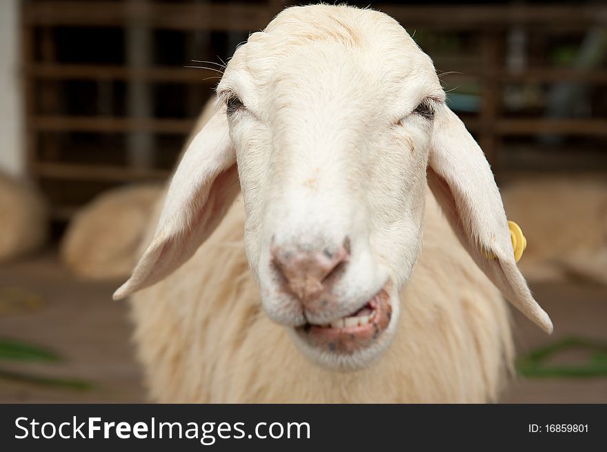 One Sheep stare in Cattle. One Sheep stare in Cattle