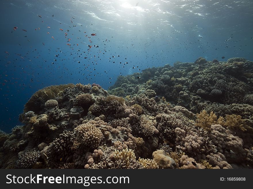 Coral And Fish In The Red Sea.